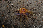 Astropyga-radiata-Komodo Bontoh-4m-20160803nuit-Denis-ADER-DSC_9489_tn